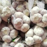 Venta caliente de congelación de ajo blanco normal